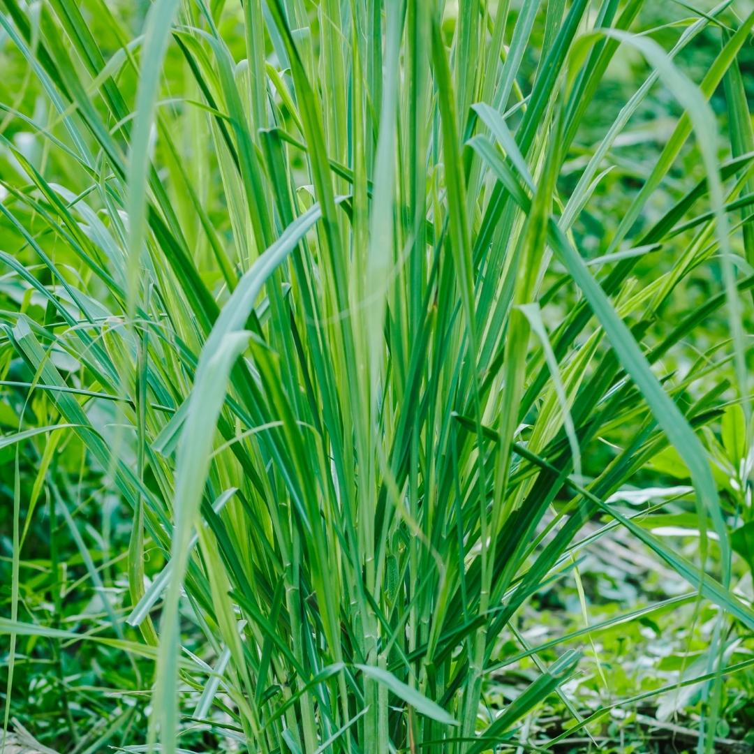 玫瑰草精油 Palmarosa