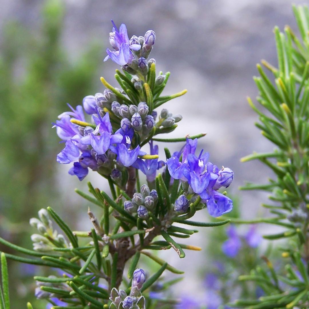 馬鞭草酮迷迭香精油 Verbenone Rosemary